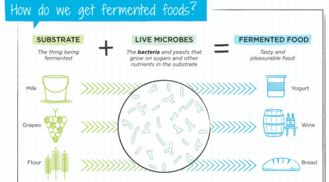 INFOGRAPHICS: “WHAT ARE, HOW WE GET AND WHY DO WE EAT FERMENTED FOODS”