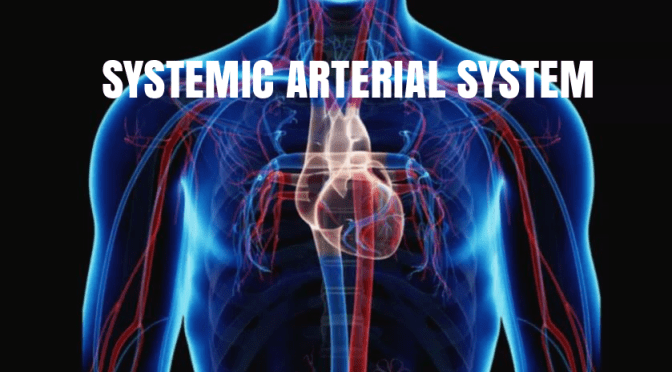 BLOOD VESSELS: THE “SYSTEMIC ARTERIAL SYSTEM”