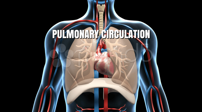BLOOD VESSELS: HUMAN “PULMONARY CIRCULATION”
