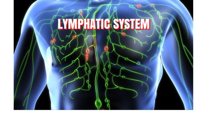 BLOOD CIRCULATION: THE “LYMPHATIC SYSTEM”