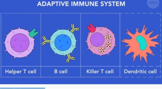 HEALTH VIDEOS: ‘HOW VACCINES WORK WITH THE ADAPTIVE IMMUNE SYSTEM’