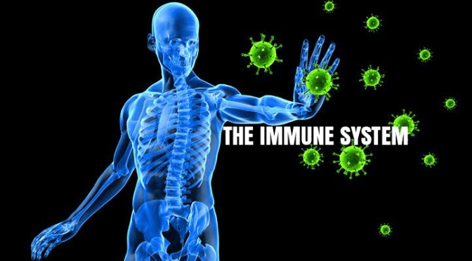 Immune System: Is It A Guard Dog Or Wolf?