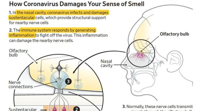 INFOGRAPHIC: ‘HOW COVID-19 DAMAGES SENSE OF SMELL’