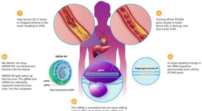 HEART DISEASE: NEW GENE-EDITING TECHNOLOGY TO LOWER ‘BAD CHOLESTEROL’