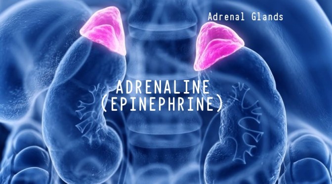 DR. C’S JOURNAL: STRESS & ADRENALINE (EPINEPHRINE)