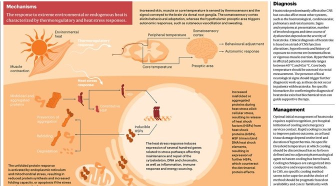 Infographic: Classic & Exertional Heatstroke