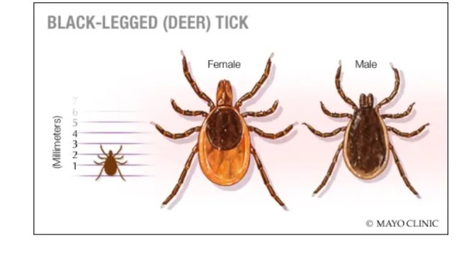 Bacterial Infections: Lyme Disease On The Rise