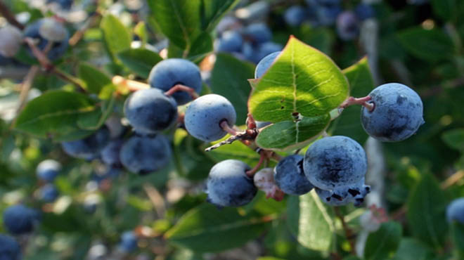 Diet: Benefits Of Eating Blueberries (Mayo Clinic)