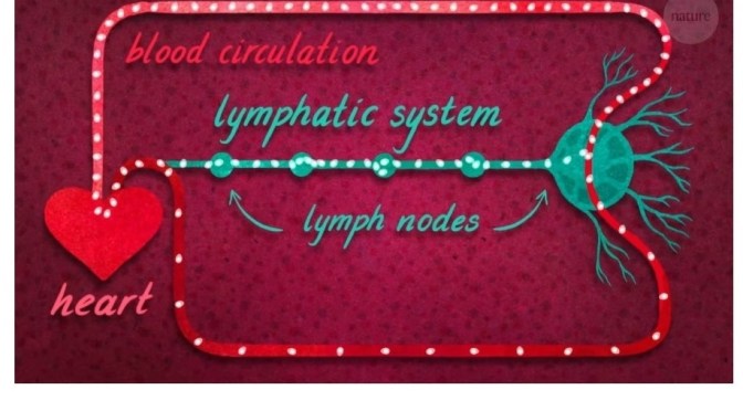 Immunity: How T Cells And B Cells Fight Infections